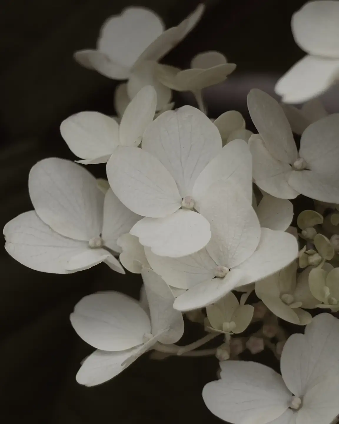 Hydrangea