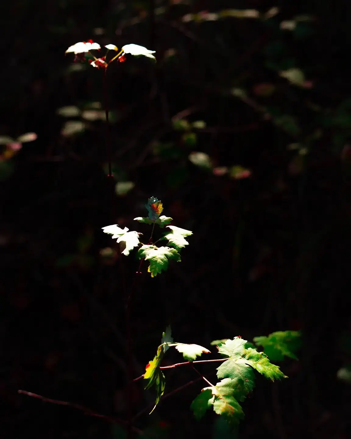 lighting on leaves