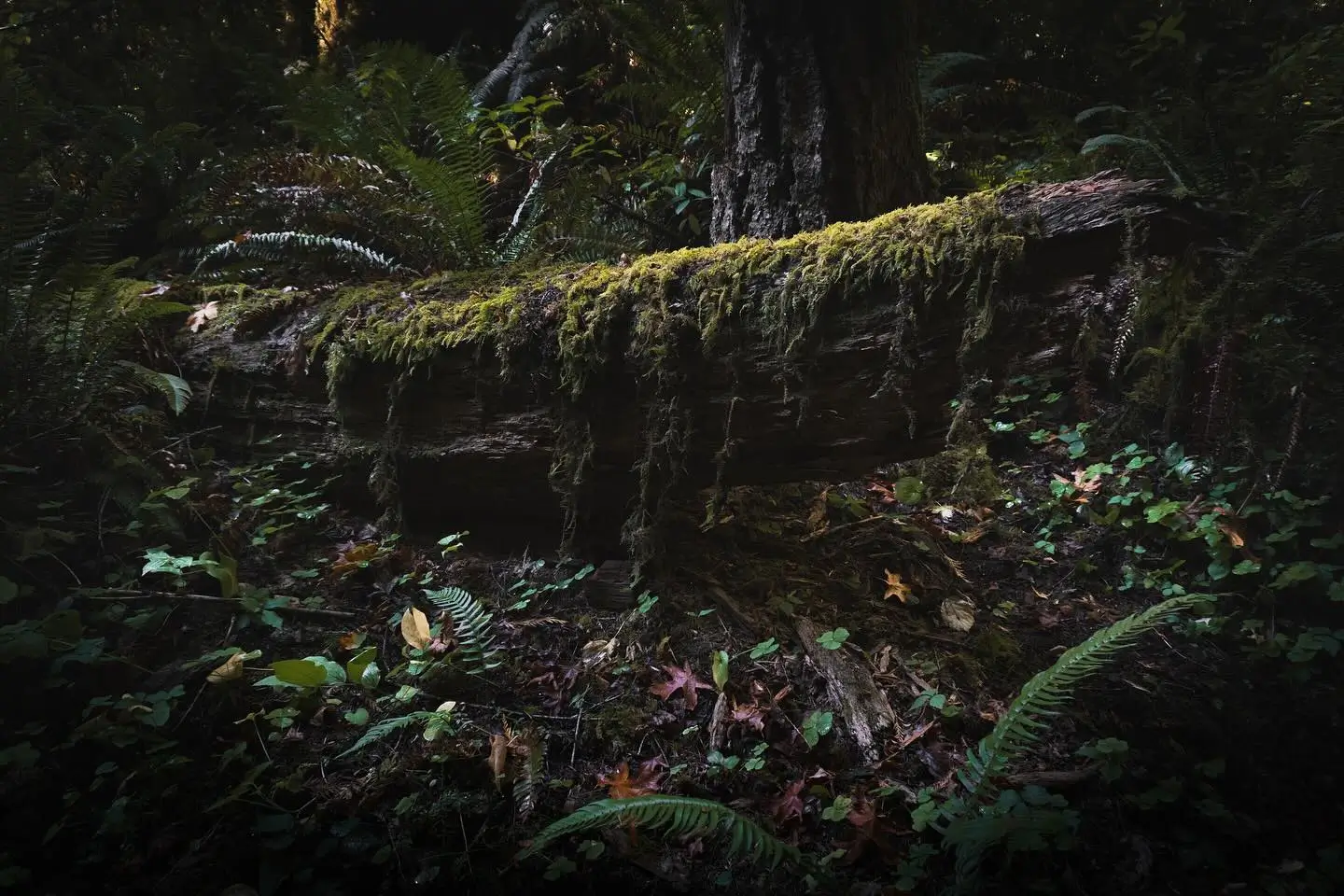 Fallen Tree over McDowell Creek Falls, Oregon