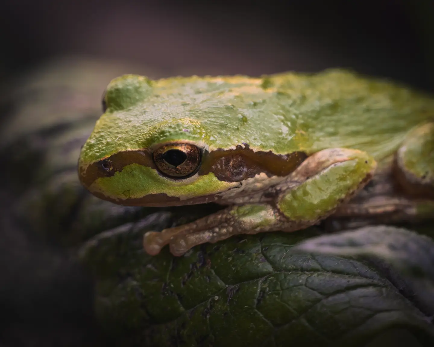 Pacific tree frog in Oregon
