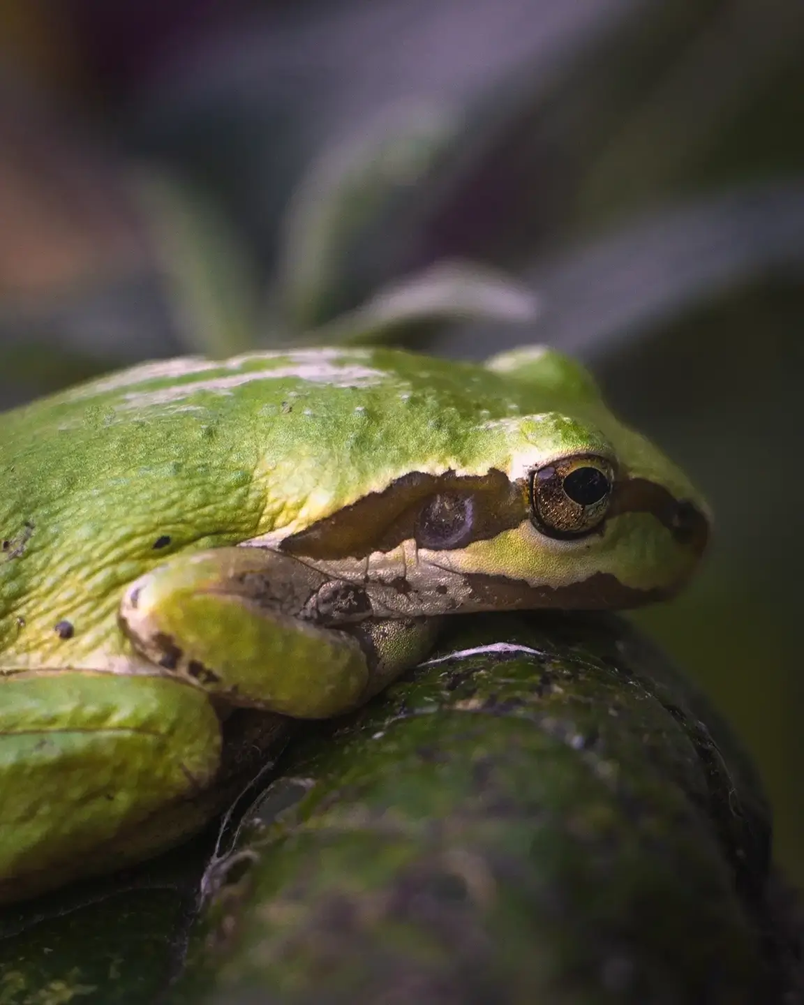  Pacific Tree Frog macro photography