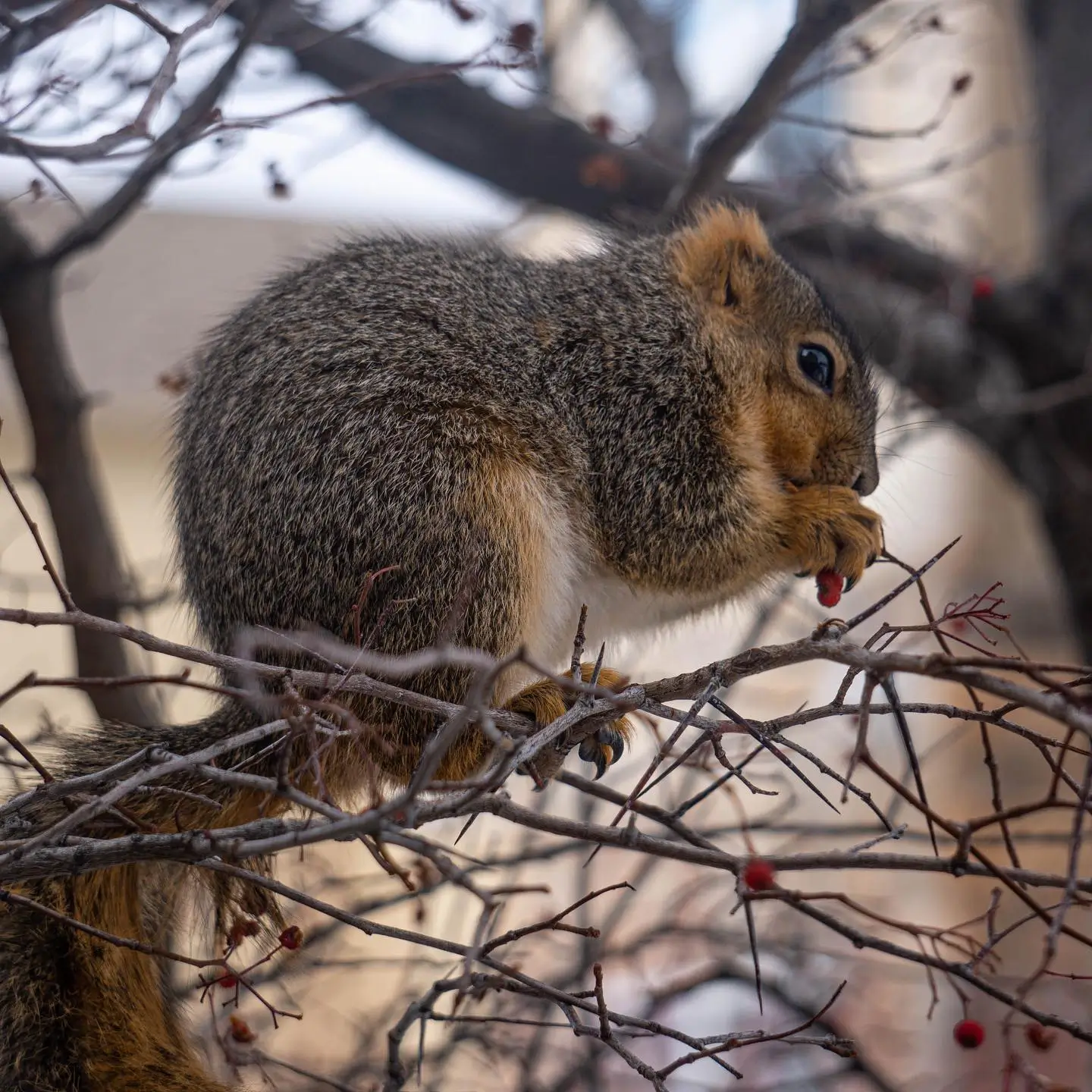 squirrel