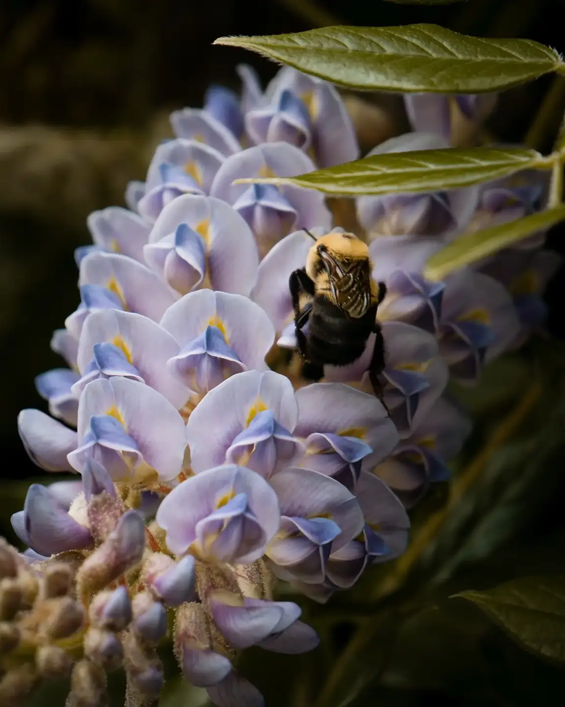 Wisteria Bee