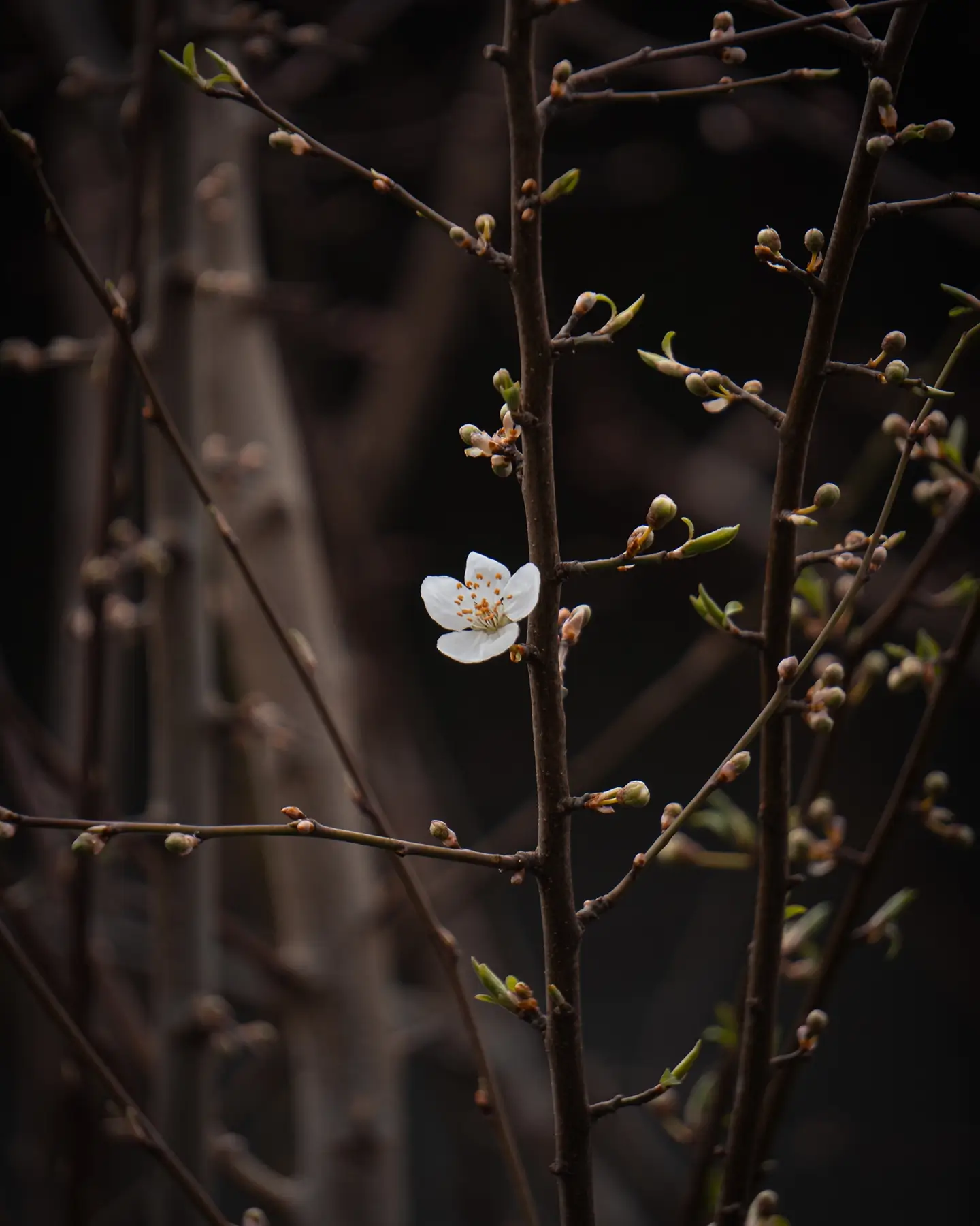 Cherry Plum Blossom