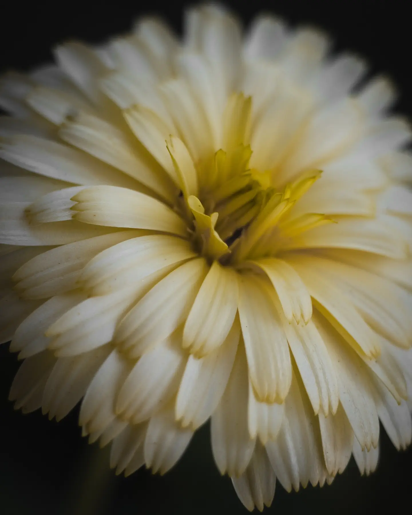 Daisy