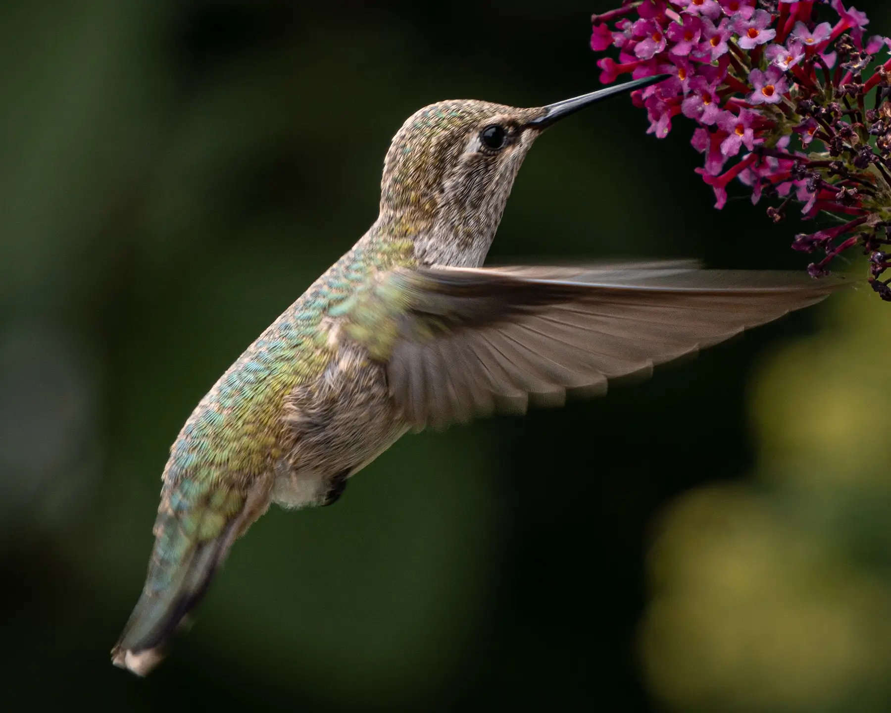 Hummingbird Wings Down