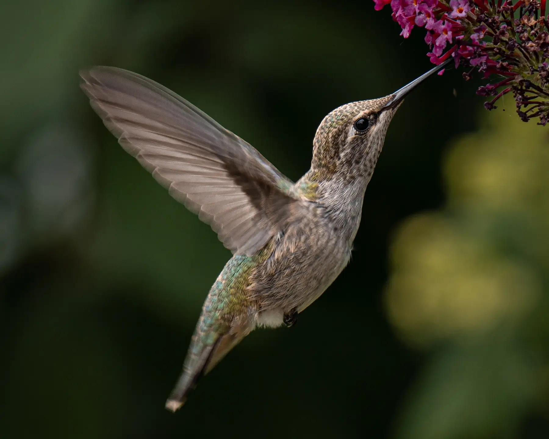 Hummingbird Wings Up