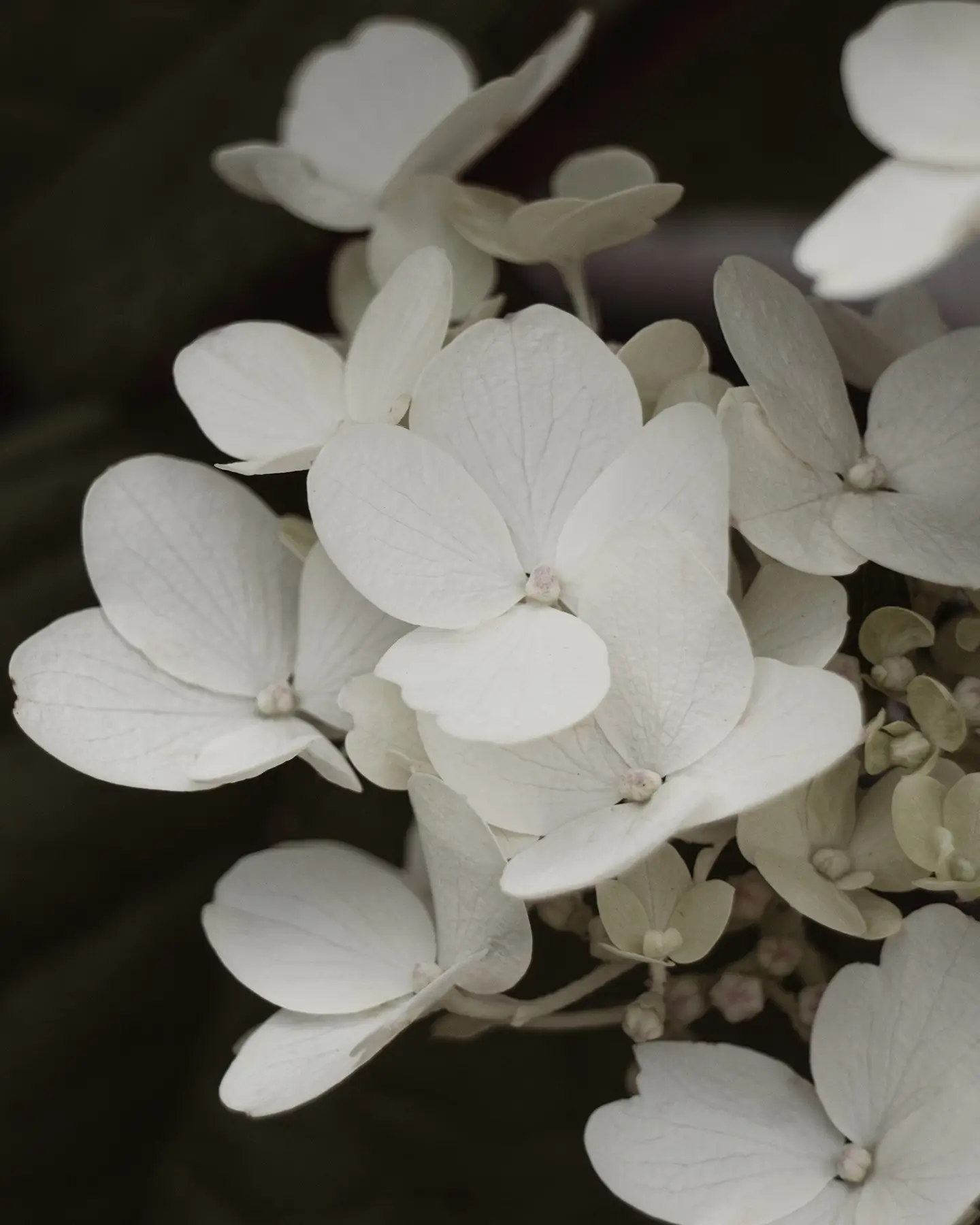 Hydrangea