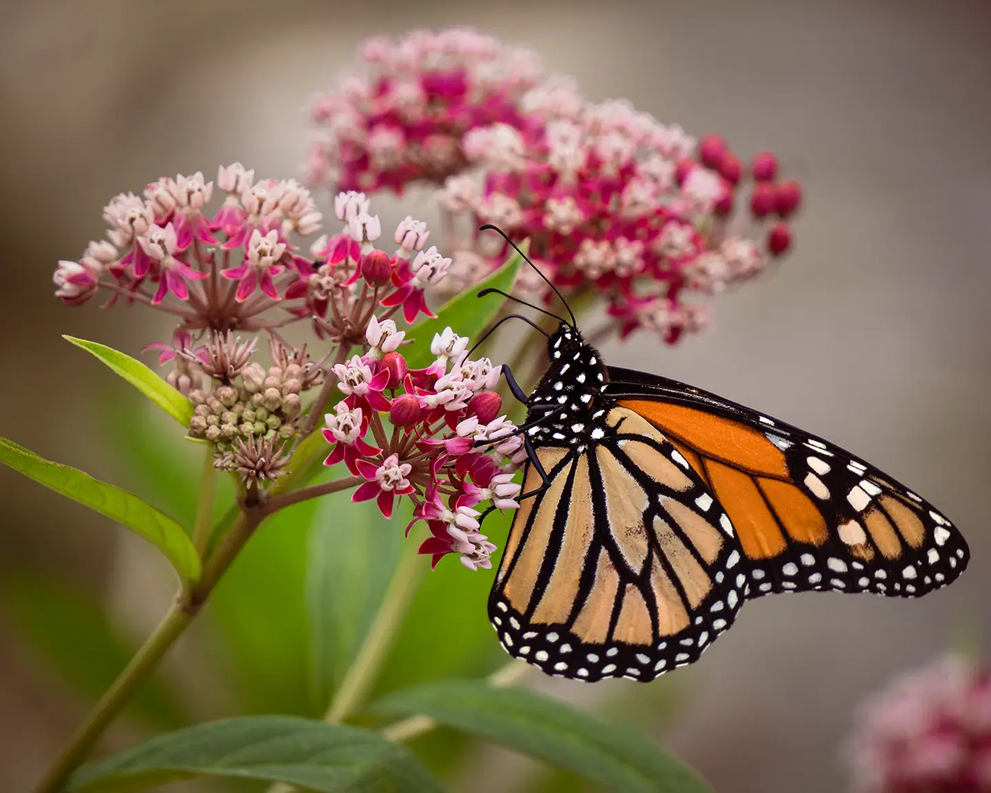 Monarch Butterfly