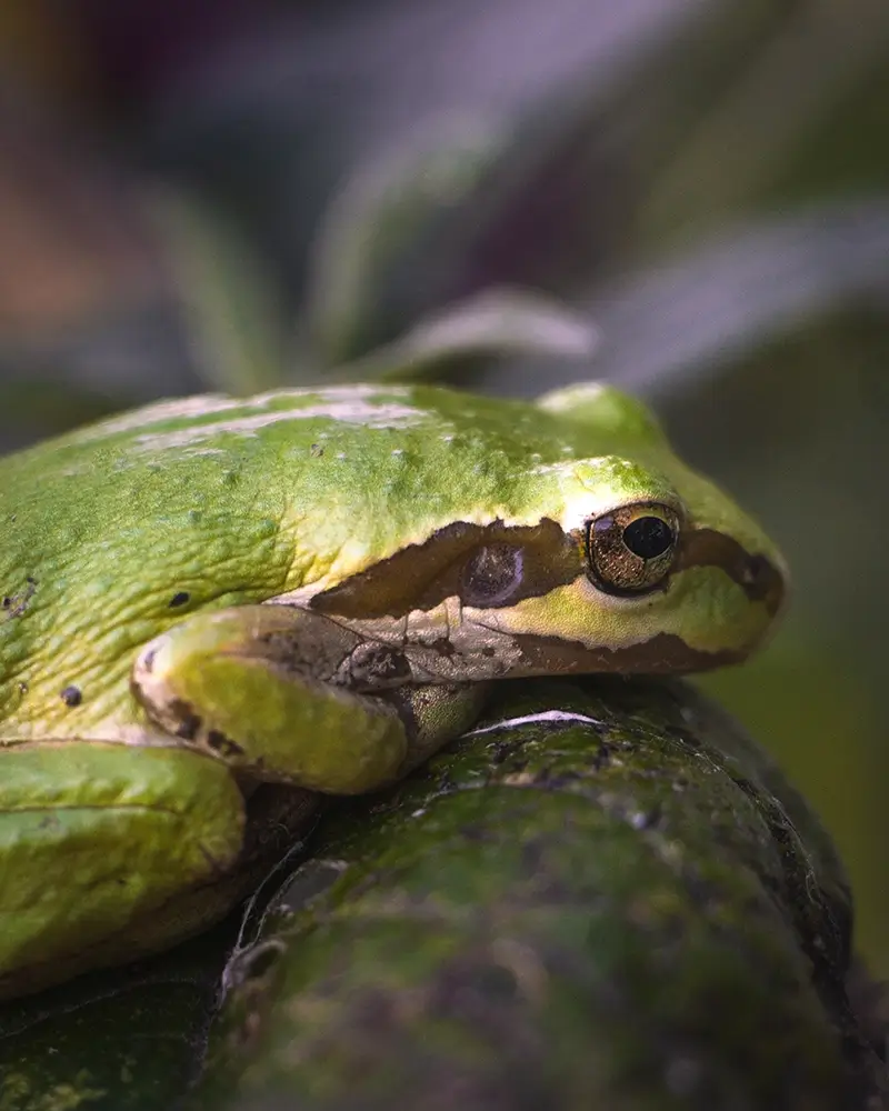 pacific tree frog