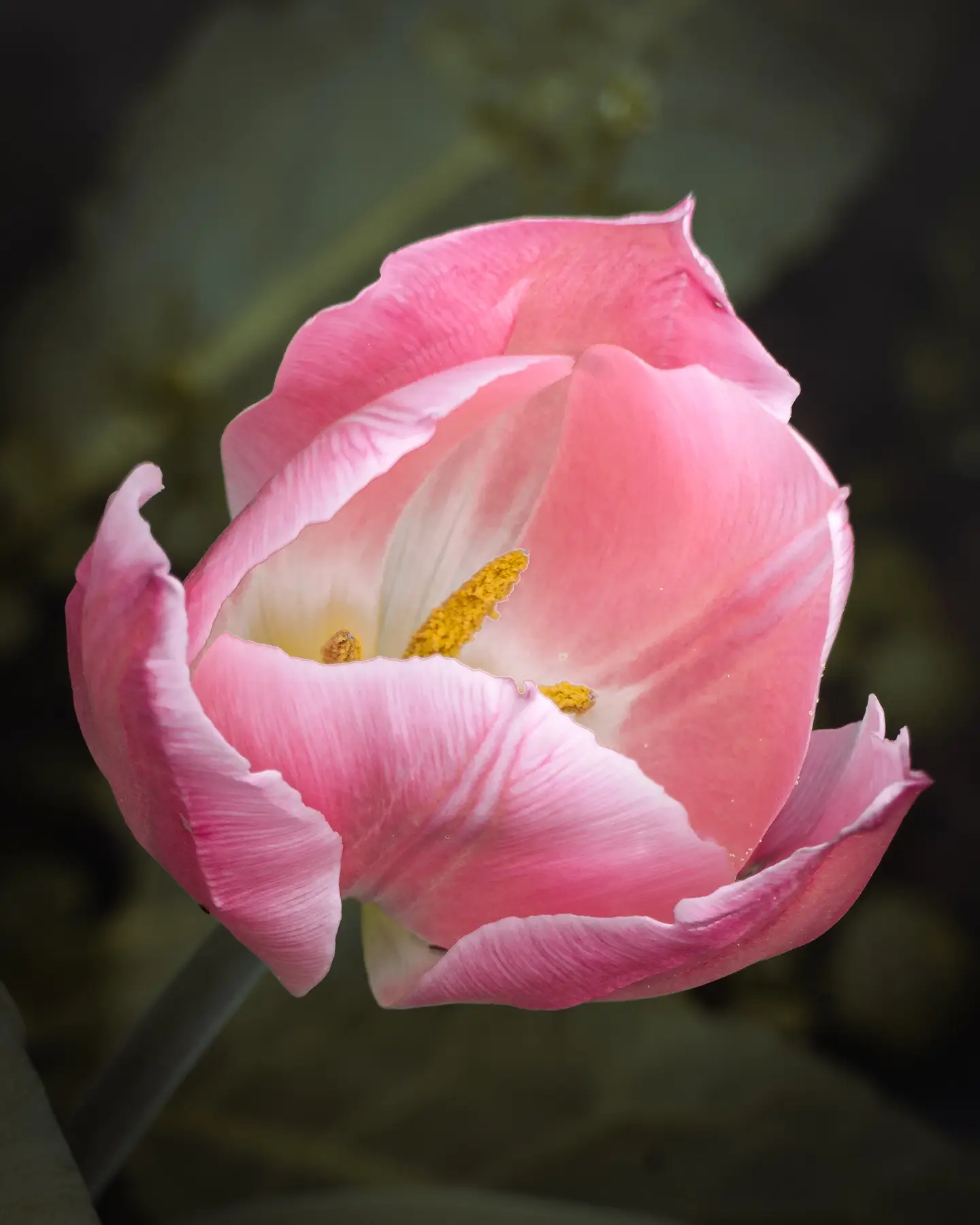Pink Tulip