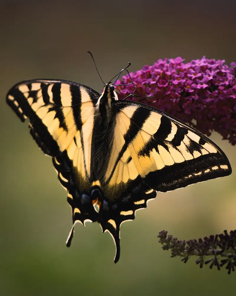 western tiger swallowtail butterfly