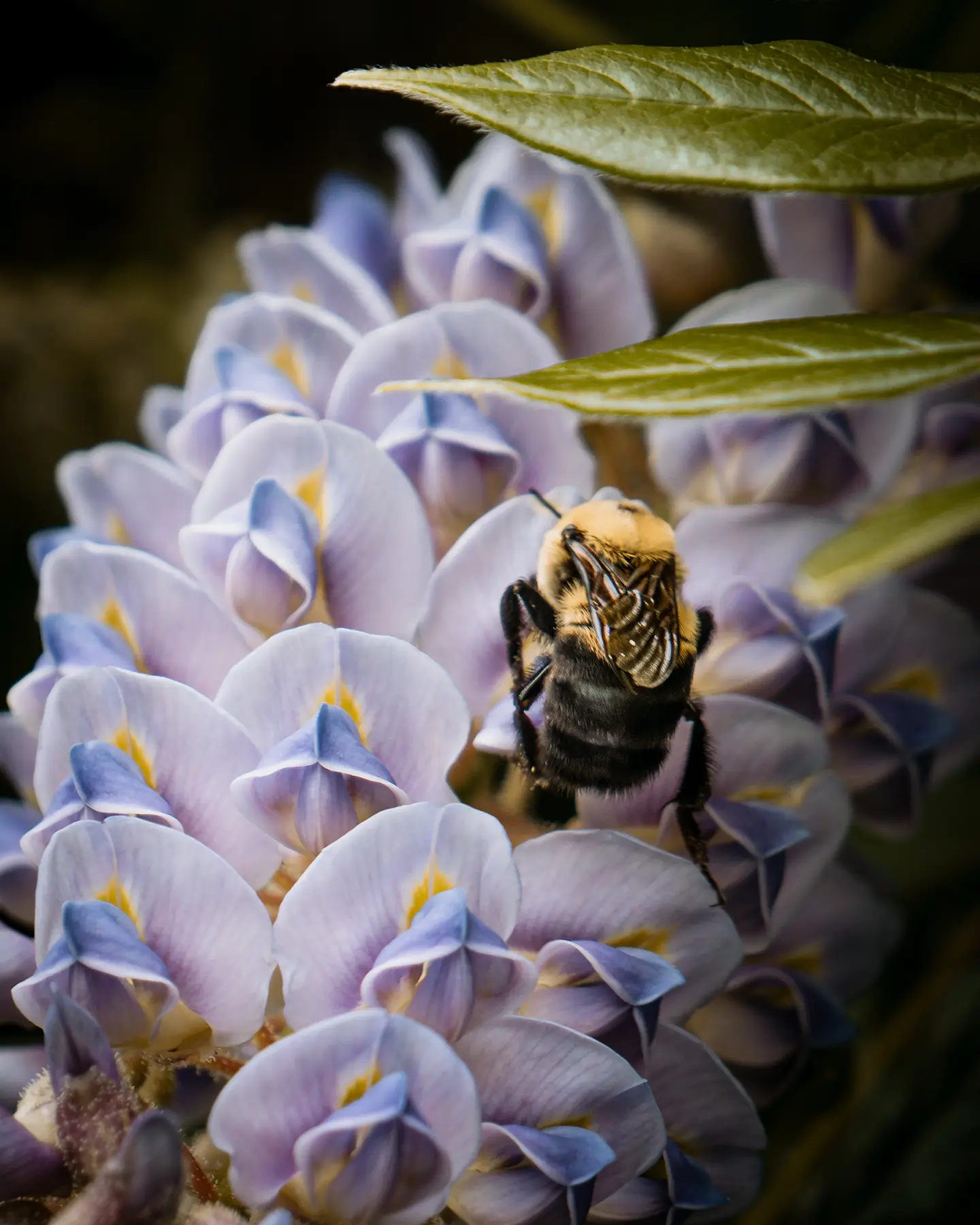 Wisteria Bee