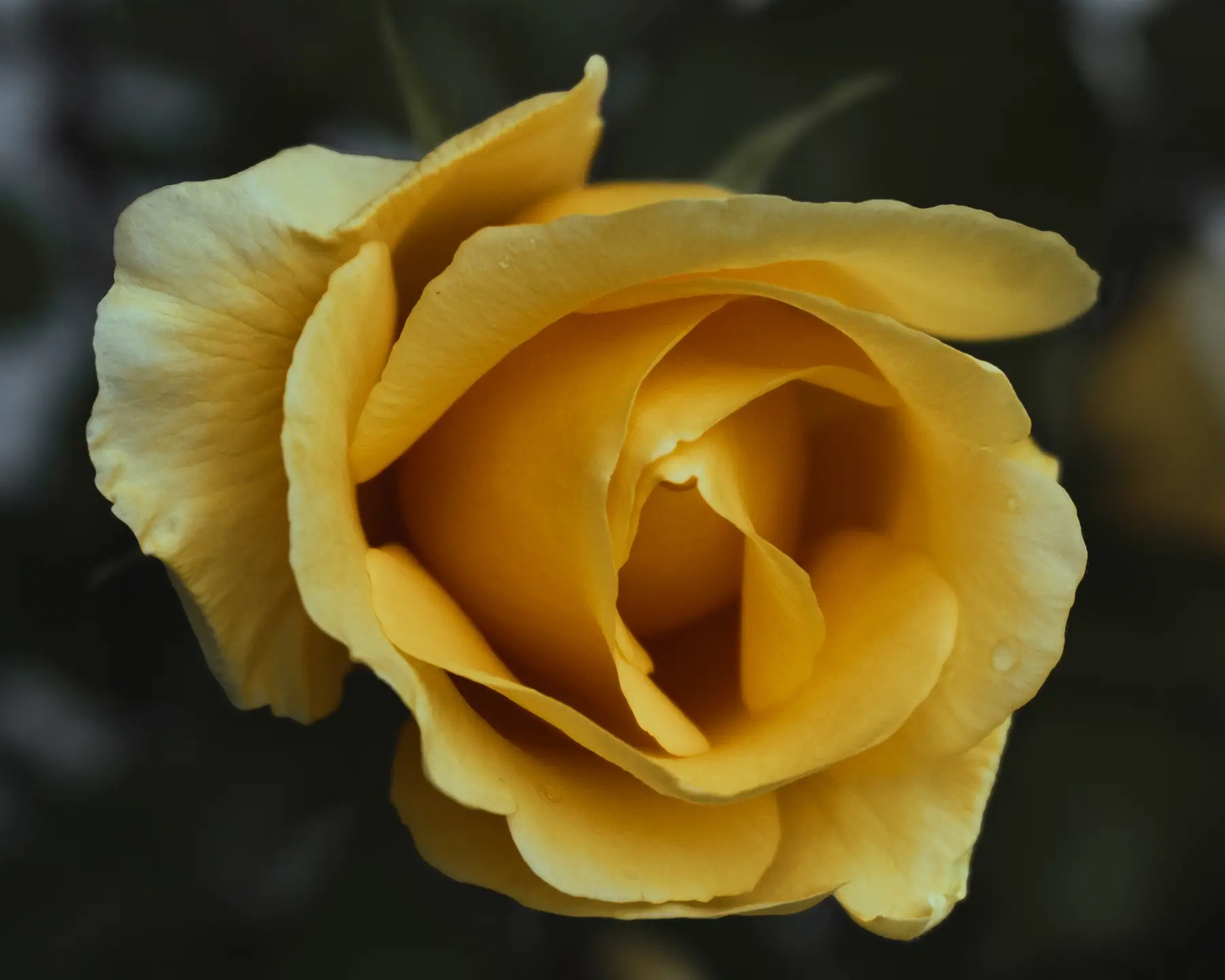 Yellow Rose