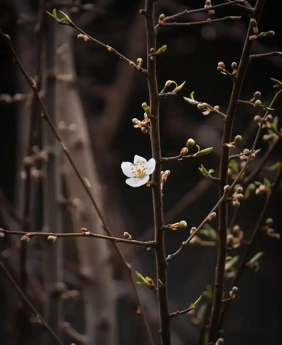 Cherry Plum Blossom
